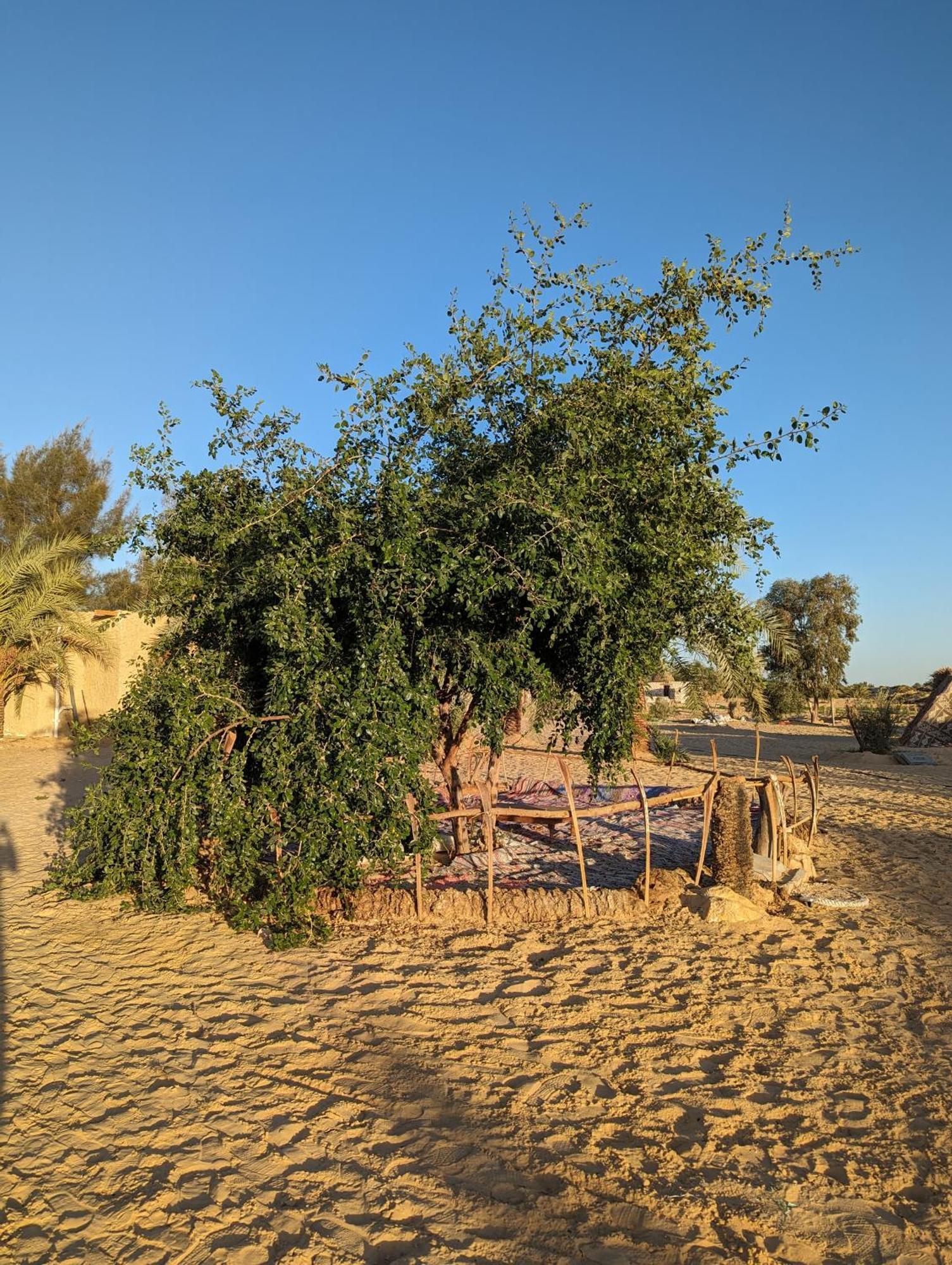 Cafour House Siwa - Hot Spring Hotel Siwa Oasis ภายนอก รูปภาพ