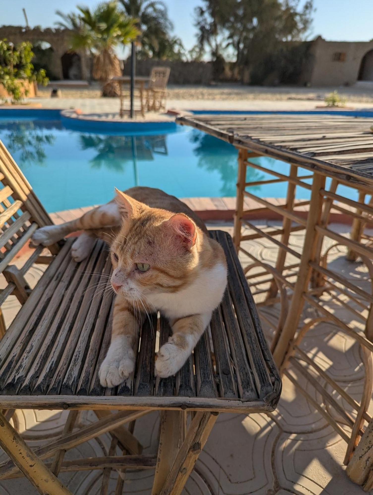 Cafour House Siwa - Hot Spring Hotel Siwa Oasis ภายนอก รูปภาพ